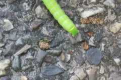 IMG-20240518-WA0011