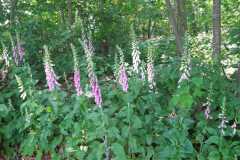 IMG-20240518-WA0013