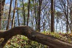 IMG-20250412-WA0011