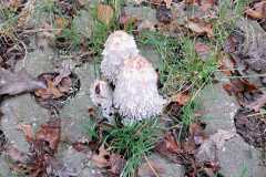IMG-20241019-WA0009