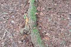 IMG-20241019-WA0010
