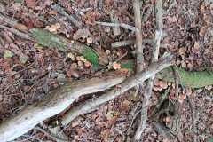 IMG-20241019-WA0011