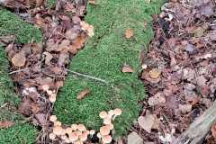 IMG-20241019-WA0012