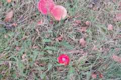 IMG-20241019-WA0017