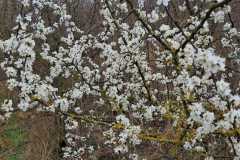 IMG-20250322-WA0003