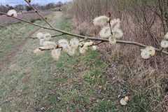 IMG-20250322-WA0006