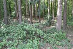 IMG-20260502-WA0017
