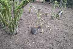 IMG-20260131-WA0013
