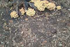 IMG-20260919-WA0034