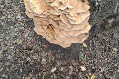 IMG-20260919-WA0035