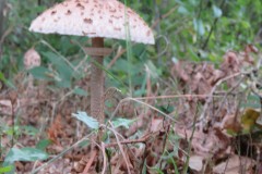 IMG_9873