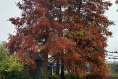 IMG-20251115-WA0009