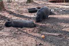 IMG-20250405-WA0016