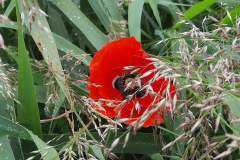 FB_IMG_1717260367097