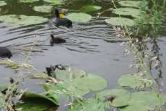 IMG-20240601-WA0007