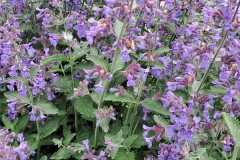IMG-20250524-WA0009