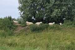 IMG-20260606-WA0004