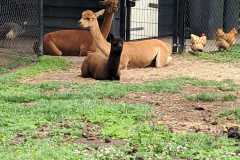 IMG-20260606-WA0015