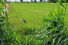 IMG-20260606-WA0024