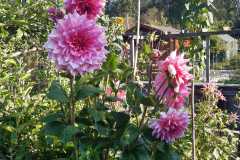 IMG-20240921-WA0009