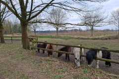 IMG-20250315-WA0001