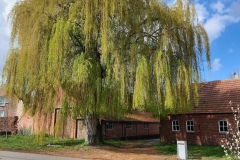 FB_IMG_1774711430718