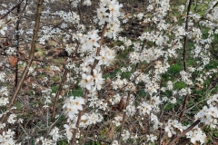 FB_IMG_1774711437726