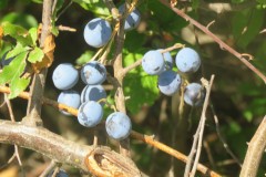IMG_9741