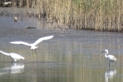 IMG_9750