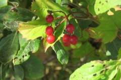 IMG_9759