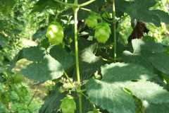 IMG-20240822-WA0007
