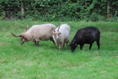 IMG_9430